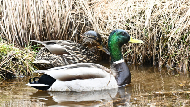 Stokkönd - Anas platyrhynchos© Trausti Baldursson Stokkönd - Anas platyrhynchos© Trausti Baldursson