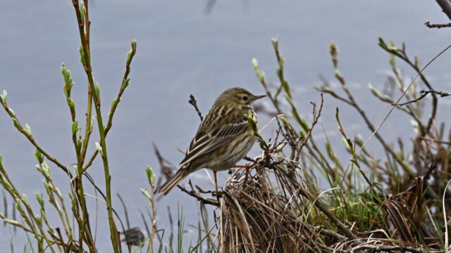 Þúfutittlingur - Anthus pratensis © Trausti Baldursson Þúfutittlingur - Anthus pratensis © Trausti Baldursson