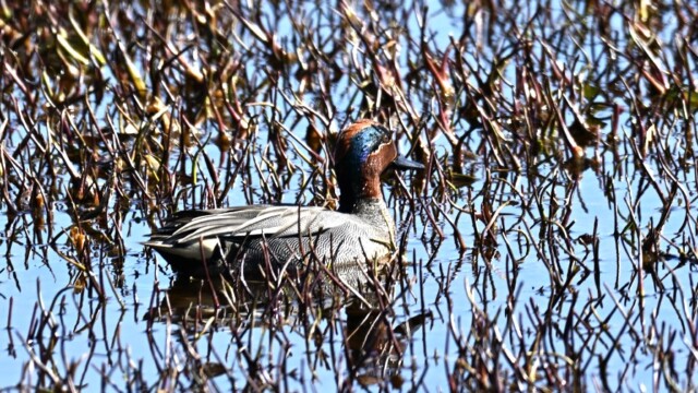 Urtond-Anas crecca - © Trausti Baldursson Urtond-Anas crecca - © Trausti Baldursson