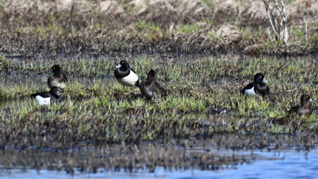 Skúfönd - Aythya fuligula © Trausti Baldursson Skúfönd - Aythya fuligula © Trausti Baldursson