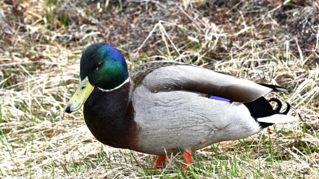 Stokkönd - Anas platyrhynchos© Trausti Baldursson Stokkönd - Anas platyrhynchos© Trausti Baldursson