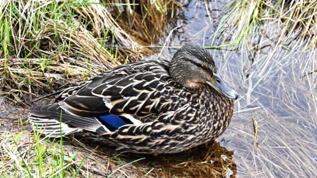 Stokkönd - Anas platyrhynchos© Trausti Baldursson Stokkönd - Anas platyrhynchos© Trausti Baldursson