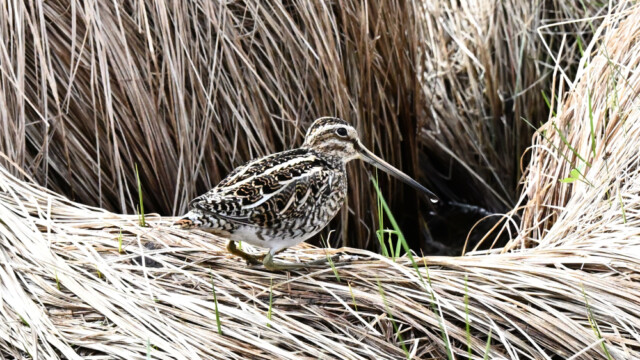 Hrossagaukur - Gallinago gallinago © Trausti Baldursson Hrossagaukur - Gallinago gallinago © Trausti Baldursson
