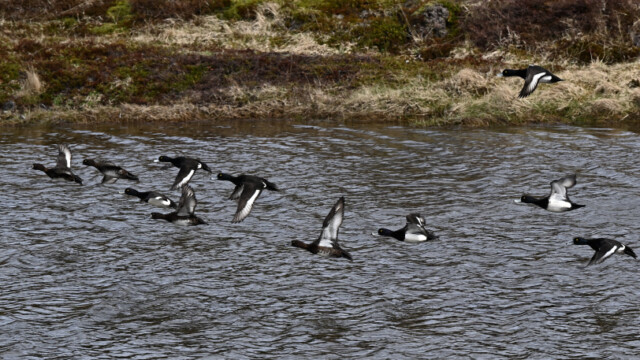 Skúfönd - Aythya fuligula © Trausti Baldursson Skúfönd - Aythya fuligula © Trausti Baldursson