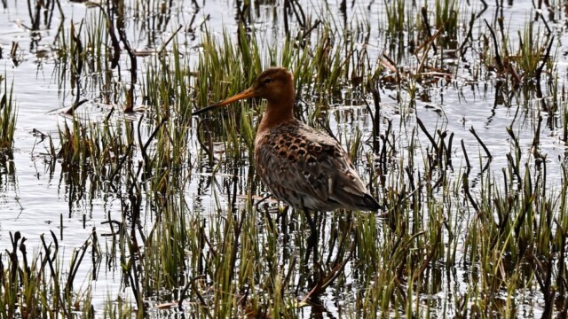 Jaðrakan - Limosa limosa © Trausti Baldursson Jaðrakan - Limosa limosa © Trausti Baldursson
