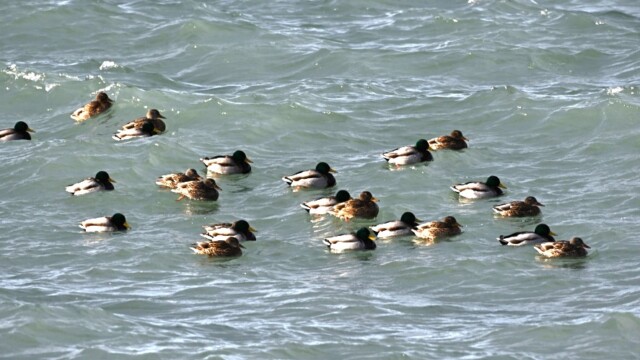 Stokkönd - Anas platyrhynchos© Trausti Baldursson Stokkönd - Anas platyrhynchos© Trausti Baldursson