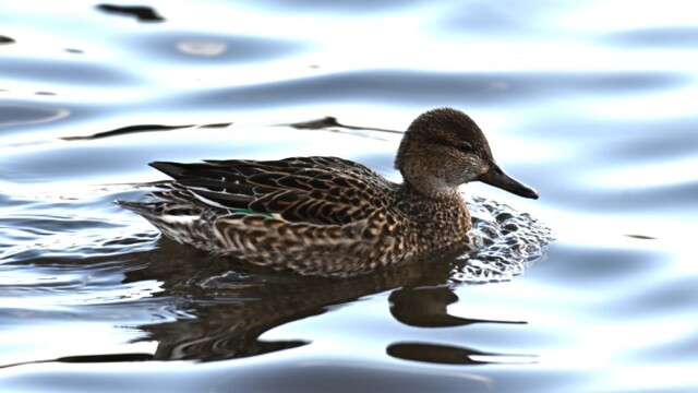 Urtond-Anas crecca - © Trausti Baldursson Urtond-Anas crecca - © Trausti Baldursson