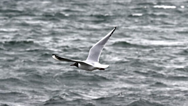 Hettumáfur-Larus ridibundus © Trausti Baldursson Hettumáfur-Larus ridibundus © Trausti Baldursson