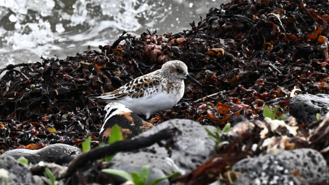 Sanderla – Calidris alba © Trausti Baldursson Sanderla – Calidris alba © Trausti Baldursson