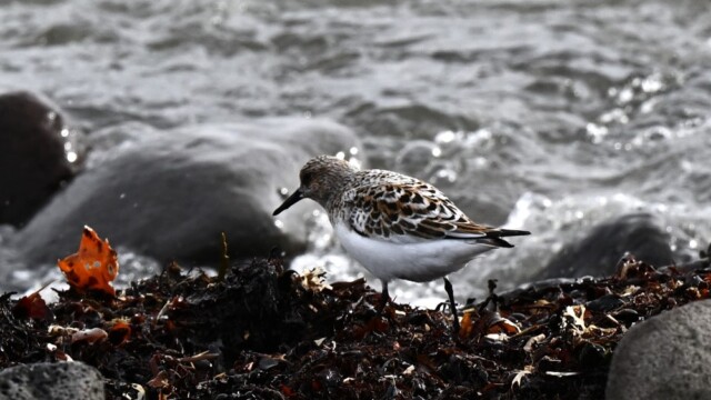 Sanderla – Calidris alba © Trausti Baldursson Sanderla – Calidris alba © Trausti Baldursson