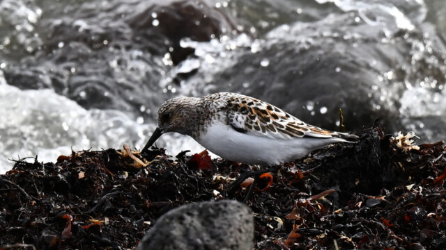 Sanderla – Calidris alba © Trausti Baldursson Sanderla – Calidris alba © Trausti Baldursson