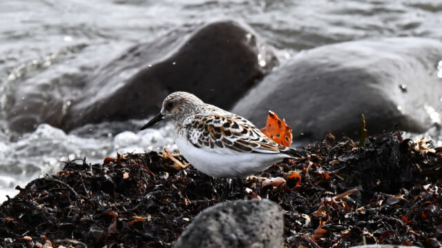 Sanderla – Calidris alba © Trausti Baldursson Sanderla – Calidris alba © Trausti Baldursson