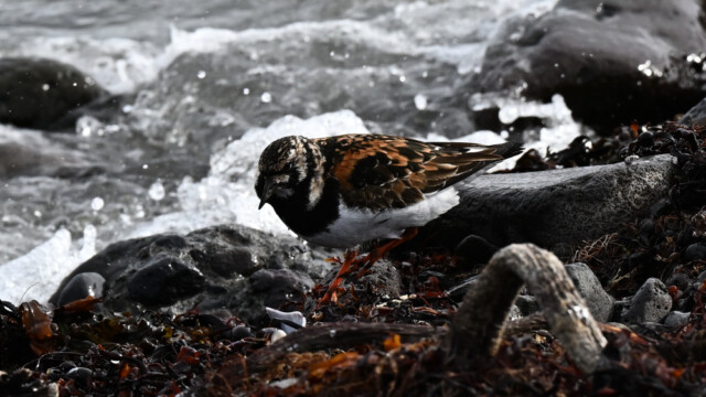 Tildra - Arenaria interpres © Trausti Baldursson Tildra - Arenaria interpres © Trausti Baldursson