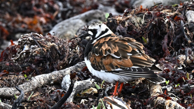 Tildra - Arenaria interpres © Trausti Baldursson Tildra - Arenaria interpres © Trausti Baldursson