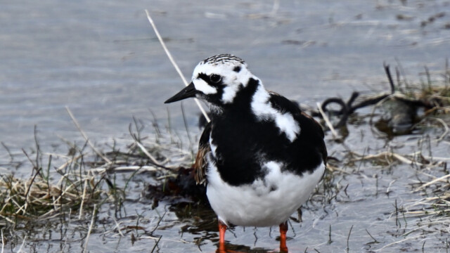 Tildra - Arenaria interpres © Trausti Baldursson Tildra - Arenaria interpres © Trausti Baldursson