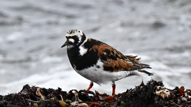 Tildra - Arenaria interpres © Trausti Baldursson Tildra - Arenaria interpres © Trausti Baldursson