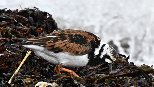 Tildra - Arenaria interpres © Trausti Baldursson Tildra - Arenaria interpres © Trausti Baldursson