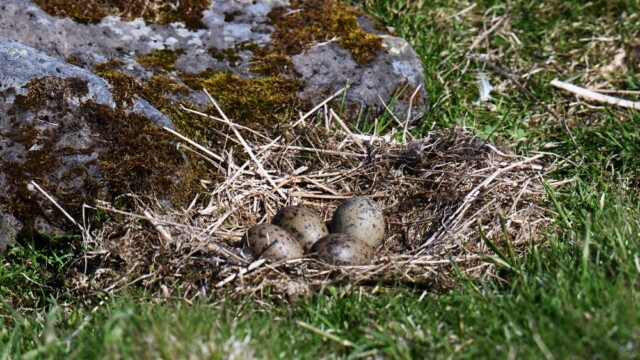 Sílamáfsegg - Larus fuscus © Trausti Baldursson Sílamáfsegg - Larus fuscus © Trausti Baldursson