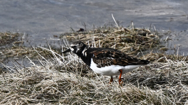 Tildra - Arenaria interpres © Trausti Baldursson Tildra - Arenaria interpres © Trausti Baldursson