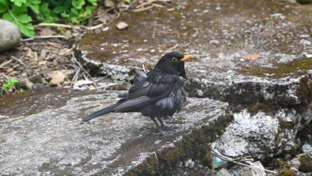 Svartþröstur - Turdus merula © Trausti Baldursson Svartþröstur - Turdus merula © Trausti Baldursson