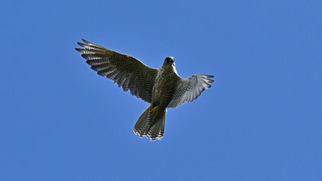 Fálki-Falco rusticolus - Mynd tekin með leyfi Umhverfisstofnunar - © Trausti Baldursson- Fálki-Falco rusticolus - Mynd tekin með leyfi Umhverfisstofnunar - © Trausti Baldursson-