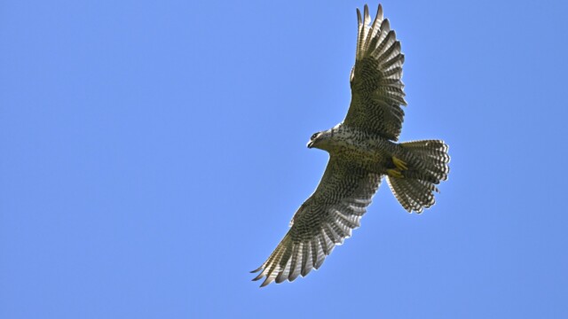 Fálki-Falco rusticolus - Mynd tekin með leyfi Umhverfisstofnunar - © Trausti Baldursson- Fálki-Falco rusticolus - Mynd tekin með leyfi Umhverfisstofnunar - © Trausti Baldursson-