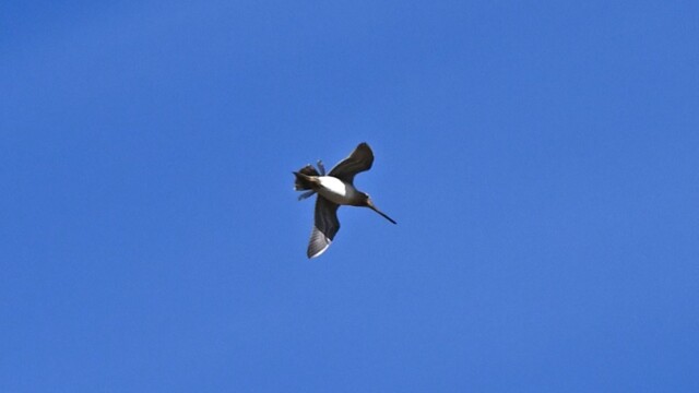 Hrossagaukur - Gallinago gallinago © Trausti Baldursson Hrossagaukur - Gallinago gallinago © Trausti Baldursson