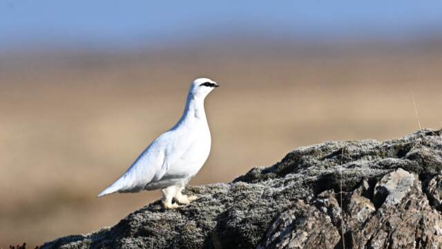 Rjúpa – Lagopus muta © Trausti Baldursson Rjúpa – Lagopus muta © Trausti Baldursson