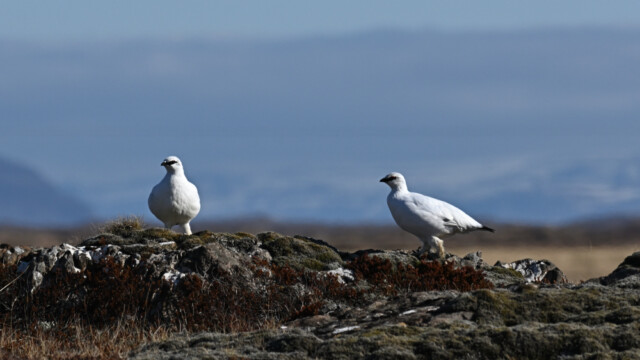 Rjúpa – Lagopus muta © Trausti Baldursson Rjúpa – Lagopus muta © Trausti Baldursson