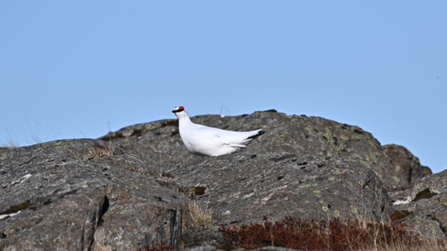 Rjúpa – Lagopus muta © Trausti Baldursson Rjúpa – Lagopus muta © Trausti Baldursson