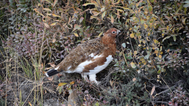 Dalrjúpa - Lagopus lagopus -Alaska © Trausti Baldursson Dalrjúpa - Lagopus lagopus -Alaska © Trausti Baldursson