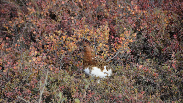 Dalrjúpa - Lagopus lagopus -Alaska © Trausti Baldursson Dalrjúpa - Lagopus lagopus -Alaska © Trausti Baldursson