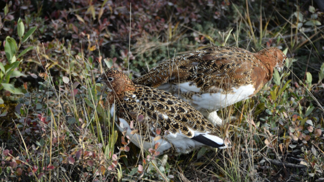 Dalrjúpa - Lagopus lagopus -Alaska © Trausti Baldursson Dalrjúpa - Lagopus lagopus -Alaska © Trausti Baldursson