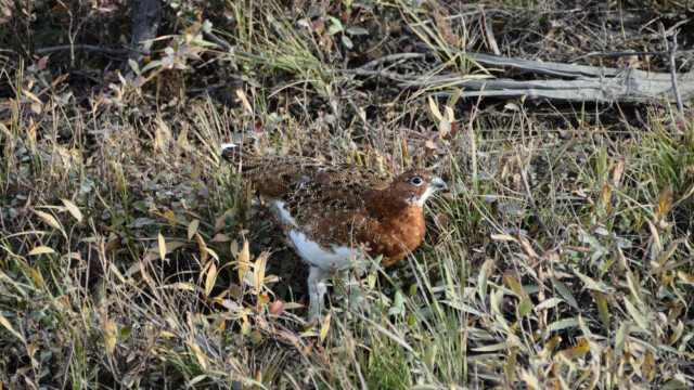 Dalrjúpa - Lagopus lagopus - © Trausti Baldursson Dalrjúpa - Lagopus lagopus - © Trausti Baldursson