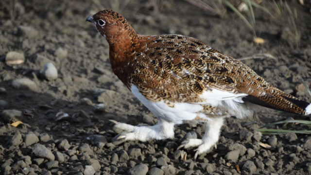 Dalrjúpa - Lagopus lagopus -Alaska © Trausti Baldursson Dalrjúpa - Lagopus lagopus -Alaska © Trausti Baldursson