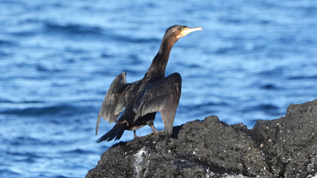 Dílaskarfur- Phalacrocorax carbo © Trausti Baldursson Dílaskarfur- Phalacrocorax carbo © Trausti Baldursson