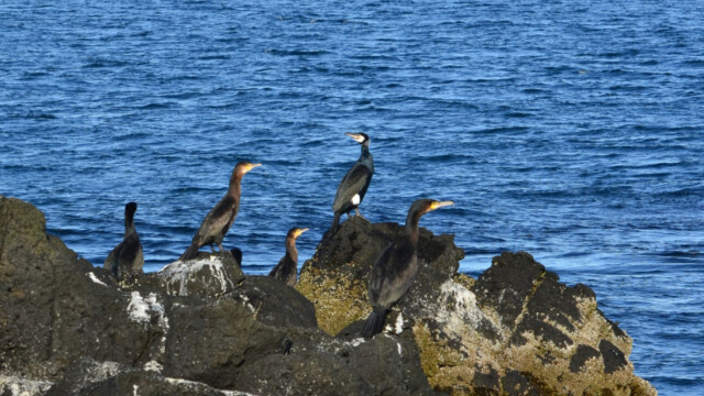Dílaskarfur- Phalacrocorax carbo © Trausti Baldursson Dílaskarfur- Phalacrocorax carbo © Trausti Baldursson