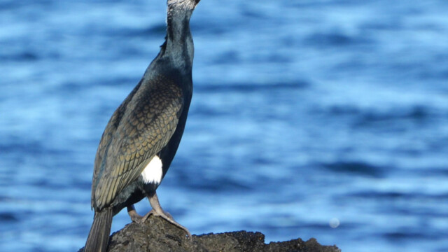 Dílaskarfur- Phalacrocorax carbo © Trausti Baldursson Dílaskarfur- Phalacrocorax carbo © Trausti Baldursson