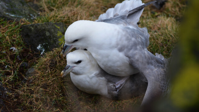 Fýll-Fulmarus glacialis © Trausti Baldursson Fýll-Fulmarus glacialis © Trausti Baldursson