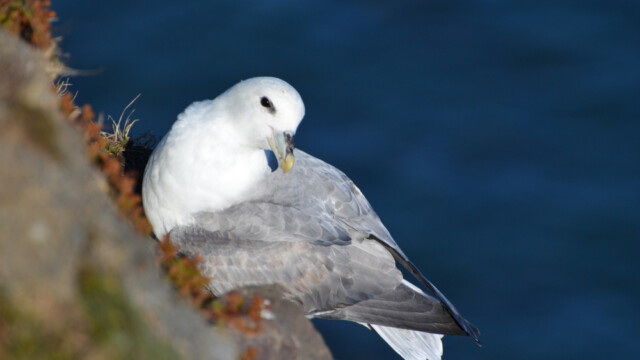 Fýll-Fulmarus glacialis © Trausti Baldursson Fýll-Fulmarus glacialis © Trausti Baldursson