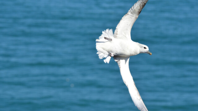 Fýll-Fulmarus glacialis © Trausti Baldursson Fýll-Fulmarus glacialis © Trausti Baldursson