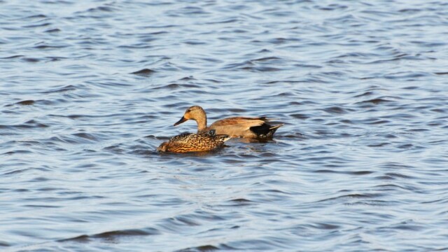Gargönd - Anas strepera © Trausti Baldursson Gargönd - Anas strepera © Trausti Baldursson