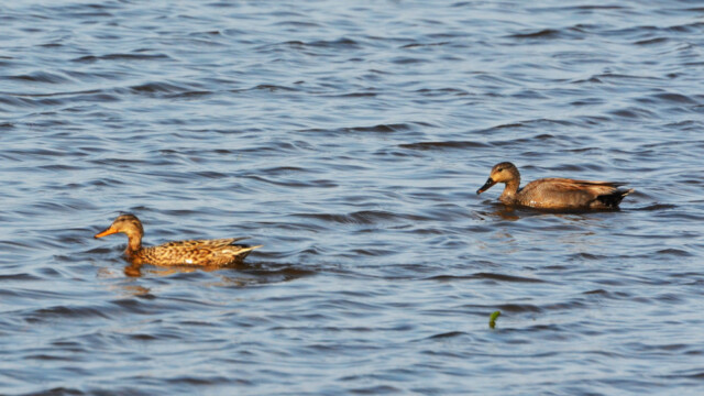 Gargönd - Anas strepera © Trausti Baldursson Gargönd - Anas strepera © Trausti Baldursson