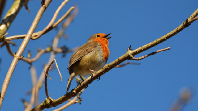 Glóbrystingur-Erithacus rubecular© Trausti Baldursson