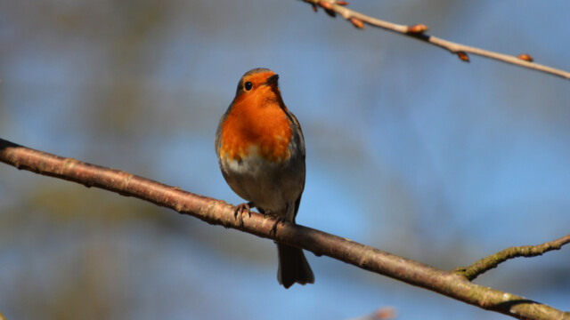 Glóbrystingur-Erithacus rubecular© Trausti Baldursson