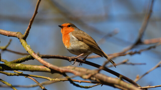 Glóbrystingur-Erithacus rubecular© Trausti Baldursson Glóbrystingur-Erithacus rubecular© Trausti Baldursson