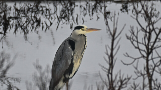 Gráhegri - Ardea cinerea © Trausti Baldursson Gráhegri - Ardea cinerea © Trausti Baldursson