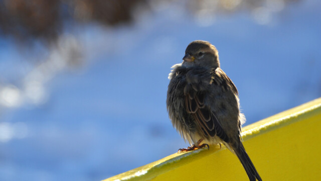 Gráspör - Passer domesticus - Anadyr © Trausti Baldursson Gráspör - Passer domesticus - Anadyr © Trausti Baldursson