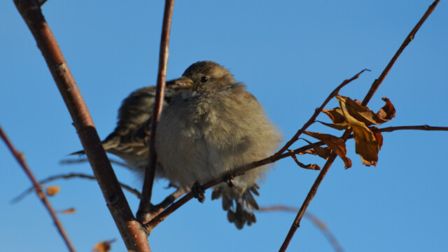 Gráspör - Passer domesticus - Anadyr © Trausti Baldursson Gráspör - Passer domesticus - Anadyr © Trausti Baldursson