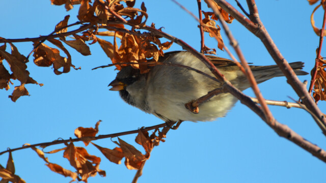 Gráspör - Passer domesticus - Anadyr © Trausti Baldursson Gráspör - Passer domesticus - Anadyr © Trausti Baldursson